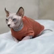 Кофта для кота или кошки Style Pets «TOY» (0019br) L - изображение 3