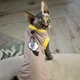 Трикотажная майка для кота Style Pets FK-ye1008 L - изображение 4