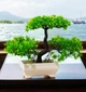 Искусственный бонсай в горшке Green Bonsai Зеленый 26x19 см - изображение 2