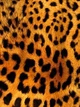 Плед «Леопардовый паттерн. Leopard pattern» Однослойный, 150х210 см - изображение 2