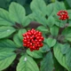 Насіння Женьшень звичайний (Panax ginseng), 5 шт - зображення 2