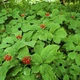 Насіння Женьшень звичайний (Panax ginseng), 5 шт - зображення 6