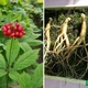 Насіння Женьшень звичайний (Panax ginseng), 5 шт - зображення 7