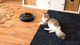 Dozownik karmy dla zwierząt Cecotec Pumba 1600 Purrfect Meal 2 L (8435484095624) - obraz 4