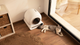 Самоочисний лоток для котів Cecotec Pumba 8000 CleanKitty Smart (8435484095679) - зображення 6