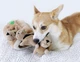 Игрушка интерактивная для собак OutwardHound Hide-A-Squirrel, 17 см - изображение 6