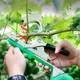 Степлер-тапенер для подвязывания растений UFT UFTgstapler1 - изображение 7