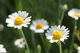 Вологі серветки Sleepy Camomile (екстракт ромашки), з клапаном, 120шт - зображення 5