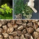 Моринга олійна Moringa oleifera (Чудо дерево), насіння 5 шт. - зображення 2