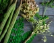 Моринга олійна Moringa oleifera (Чудо дерево), насіння 5 шт. - зображення 5