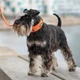 Нашийник для собак Dog Copenhagen Urban Explorer Collar дюна (S) - зображення 8