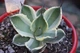 Растение Agave Potatorum Kichiokan комнатное - изображение 3