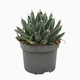 Растение Agave Victoriae-reginae комнатное - изображение 2