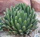 Растение Agave Victoriae-reginae комнатное - изображение 3