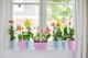 Вазон Elho brussels orchid duo овальний 25 см фіолетовий - изображение 6