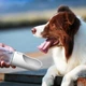 Портативная поилка дорожная бутылка для собак и кошек Happy Dog 550 мл с поильным носиком белая - изображение 2