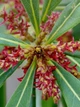 Семена Восковница красная (Myrica rubra), китайская земляника, 3 штуки - изображение 4