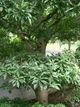 Семена Восковница красная (Myrica rubra), китайская земляника, 3 штуки - изображение 5
