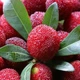 Семена Восковница красная (Myrica rubra), китайская земляника, 3 штуки - изображение 8