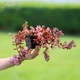 Очиток гибридный 'Sunsparkler Firecracker'. Контейнер 0,5 л - изображение 3