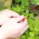 Универсальная система туманопроисхождения для полива сада и огорода 15м Muciakie Garden садовая насадка-распылитель для орошения 4/7 мм с быстрозажимным конектором - изображение 3