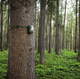 Фотопастка Midland Wild Guardian Wi-Fi 24MPX ВідеоКамера з Датчиком Руху та Нічною Зйомкою Камуфляж - зображення 6