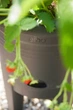 Вазон Elho Green Basics Strawberry 33 см Чорний (527792) - зображення 6