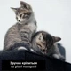 Захисна дряпка для кота Cat Protect самоклеючий розрізний килимок - кігтеточка для дивану меблів та шпалер 30х100 см Чорний 1 шт - изображение 5