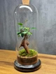 Бонсай в банке 29×9 см - изображение 3