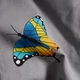 Комплект постельного белья Moon&Star Бязь Gold Люкс Butterfly Love євро 200х220 наволочки 4х50х70 (MS-820008868) - изображение 8
