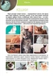 Велика книга про тварин - Вікторія Борзова (9789669358370) - изображение 3