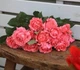 Роза «Корал Желе» (Corail gelee). Флорибунда ЯПОНСКАЯ - изображение 6