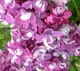 Сирень обыкновенная Этуаль де Мэй. (Syringa vulgaris Etoile de Mai) С4 - изображение 2
