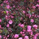 Азалия японская Бабушка. (Rhododendron obtusum Babuschka) С10 - изображение 1