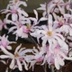 Магнолія Лебнера Leonard Messel (Magnolia loebneri Leonard Messel) C5 висота 80-85см - зображення 1