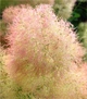 Скумпия кожевенная Янг Леди. (Cotinus coggygria Young Lady) С5 - изображение 2