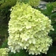 Гортензия метельчатая Лаймлайт. (Hydrangea paniculata Limelight) P9 - изображение 1