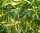 Бруслина/Бересклет Форчуна Санспот. (Euonymus fortunei Sunspot) P9 - зображення 2