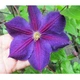 Клематис Стар оф Індія. (Clematis Star of India) ІІІ група - зображення 2