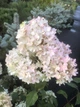 Гортензія волотиста Меджикал Андс/Магічні Анди. (Hydrangea paniculata Magical Andes) ШТАМБ - зображення 3