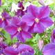 Клематис Стар оф Індія. (Clematis Star of India) ІІІ група - зображення 5