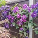 Клематис Стар оф Індія. (Clematis Star of India) ІІІ група - зображення 7
