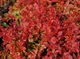 Барбарис Тунберга Корал/Мая. (Berberis thunbergii Coral Maja) С3 - изображение 2