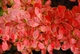 Барбарис Тунберга Корал/Мая. (Berberis thunbergii Coral Maja) С3 - изображение 3