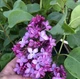 Бузок звичайний Леонід Леонов. (Syringa vulgaris Leonid Leonov) ШТАМБ - зображення 2