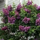 Бузок звичайний Леонід Леонов. (Syringa vulgaris Leonid Leonov) ШТАМБ - зображення 3