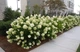 Гортензия метельчатая Лаймлайт. (Hydrangea paniculata Limelight) P9 - изображение 4