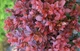 Барбарис тунберга Багатель. (Berberis thunbergii Bagatelle) С3 - изображение 5