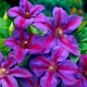 Клематис Місіс Томпсон. (Clematis Mrs. N. Thompson) ІІгрупа - зображення 1