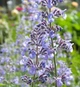 Непета/ Котовник/ Котяча м'ята. (Nepeta) Р9 - зображення 2